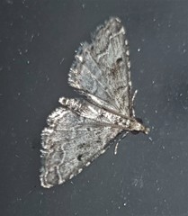 Sufetula hemiophthalma