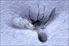 Coniopteryx maculithorax