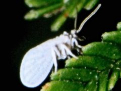 Coniopteryx maculithorax