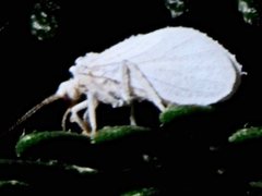 Coniopteryx maculithorax