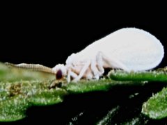 Coniopteryx maculithorax