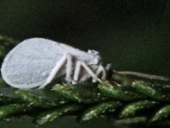 Coniopteryx maculithorax
