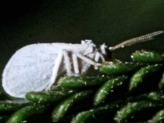Coniopteryx maculithorax