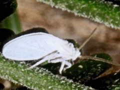 Coniopteryx maculithorax