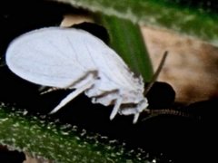Coniopteryx maculithorax