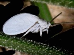 Coniopteryx maculithorax