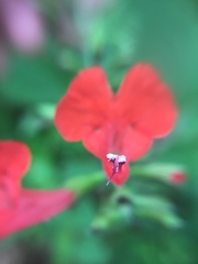 Salvia coccinea