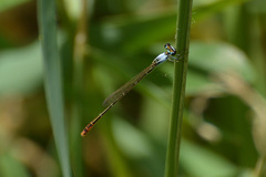 Agriocnemis femina