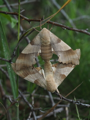 Marumba quercus