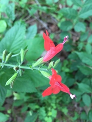 Salvia coccinea