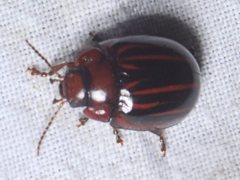 Paropsisterna semivittata