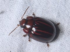 Paropsisterna semivittata