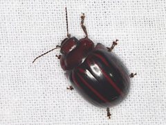 Paropsisterna semivittata