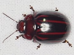 Paropsisterna semivittata