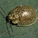 Eucalyptus Variegated Beetle - Photo (c) Ken Harris EntSocVic, some rights reserved (CC BY-NC), uploaded by Ken Harris EntSocVic