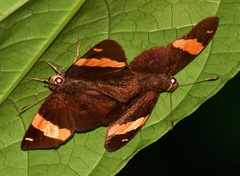 Celaenorrhinus cameroni