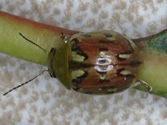 Paropsisterna obliterata