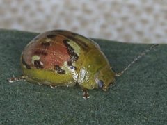 Paropsisterna obliterata