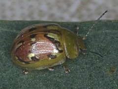 Paropsisterna obliterata