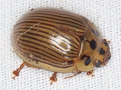 Paropsisterna intacta