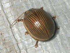 Paropsisterna intacta