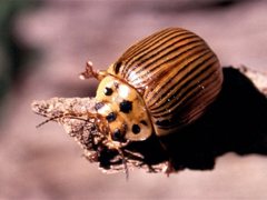 Paropsisterna intacta