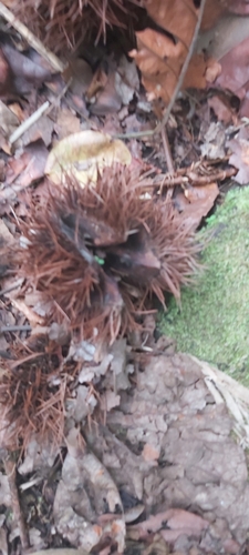 Dentate Burr-wood (Sloanea dentata)
