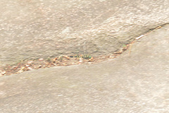 Epophthalmia elegans