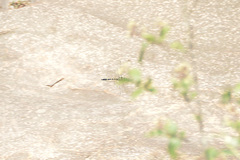 Epophthalmia elegans