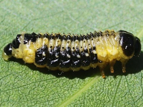 Dotted Paropsine Leaf Beetle
