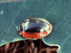 Paropsisterna agricola
