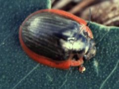 Paropsisterna agricola