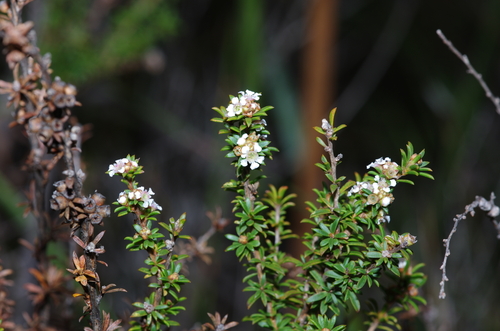 Taxandria parviceps (Schauer) J.R.Wheeler & N.G.Marchant