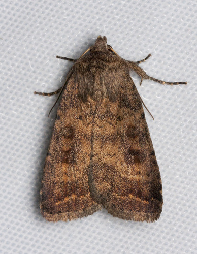 Mottled Rustic