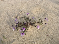 Viola tricolor curtisii
