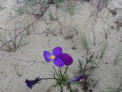 Viola tricolor curtisii