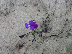 Viola tricolor curtisii