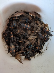 Nicrophorus nepalensis