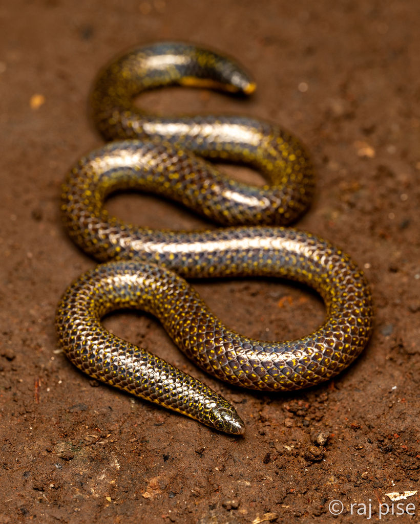 Elliot's Earth Snake