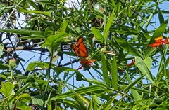 Dryas iulia alcionea