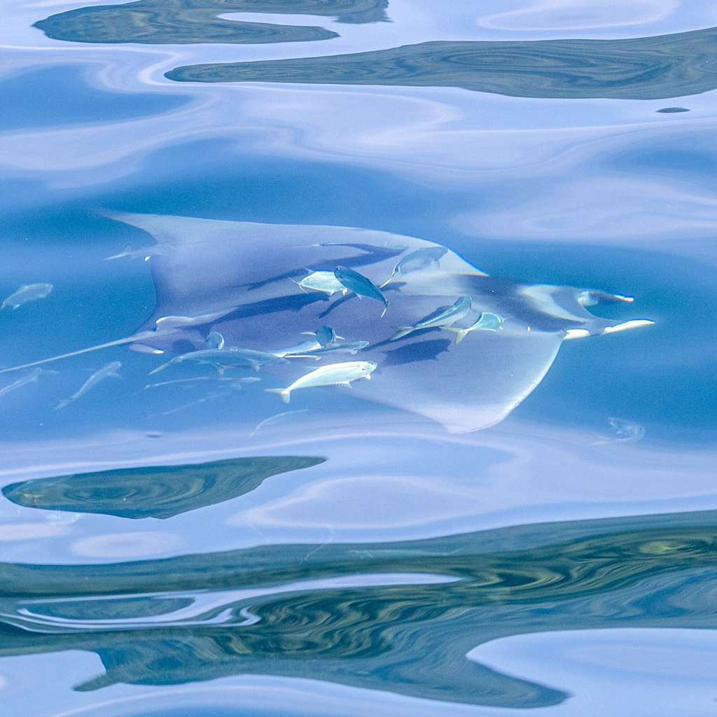 Young spinetail devil ray near the surface with small cleaner fish