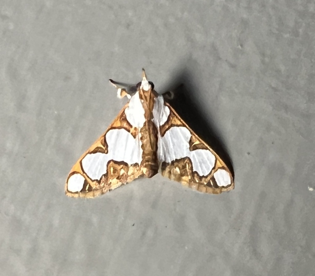 Cirrhochrista pulchellalis (Cirrhochrista pulchellalis)
