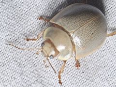 Paropsisterna crocata