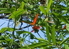 Dryas iulia alcionea