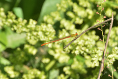 Ceriagrion auranticum