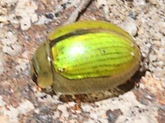 Paropsisterna hectica