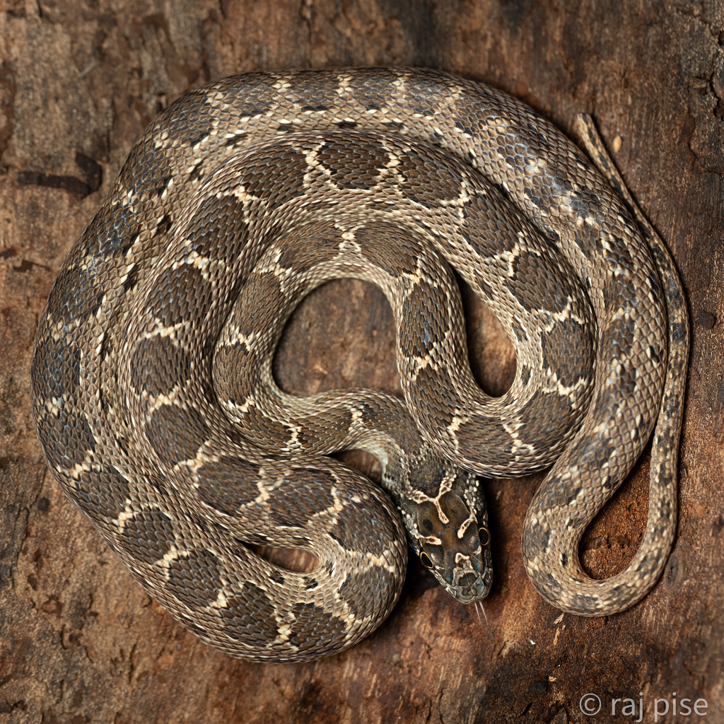 Diadem Snake