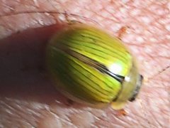 Paropsisterna hectica