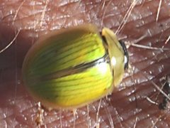 Paropsisterna hectica