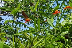 Dryas iulia alcionea